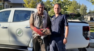 Jandarmanın bitkin halde bulduğu kızıl şahin tedaviye alındı