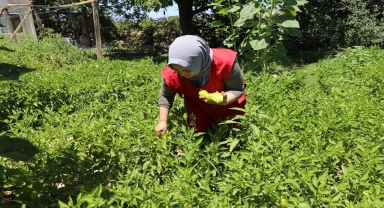 Kadın girişimciler kalkınma kooperatifi ile yöresel ürünleri pazarlıyor