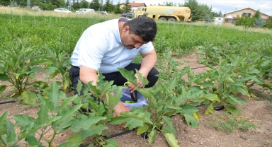 Kahramankazan'da belediye çalışanları, ihtiyaç sahipleri için sebze üretiyor