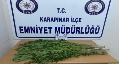 Karapınar'da 257 kök Hint keneviri ele geçirildi