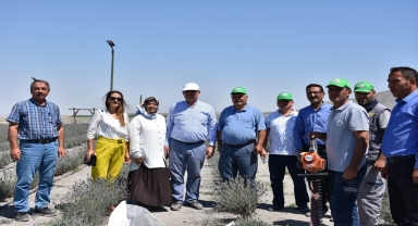 Karapınar'da lavanta hasadı yapıldı