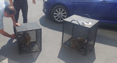 Kayseri'de yaralı bulunan 3 kartal tedavi altına alındı