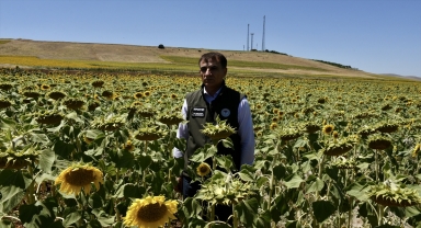 Kırşehir'de atıl tarım arazileri ayçiçeği ile değerlendiriliyor