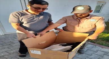 Kırşehir'de yaralı ak leylek tedaviye alındı