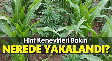 118 Kök Hint Keneviri Bakın Nerede Ele Geçirildi