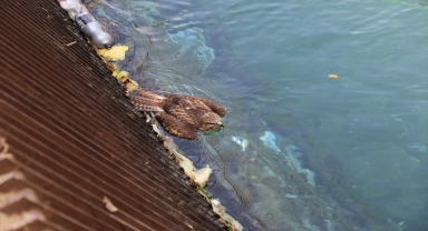Konya'da bitkin halde bulunan şahin yavrusu tedaviye alındı 
