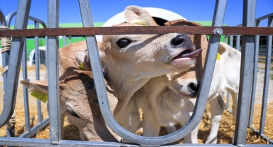 Konya'da buzağı kreşinin maskotu üçüzlere şefkatle yaklaşılıyor