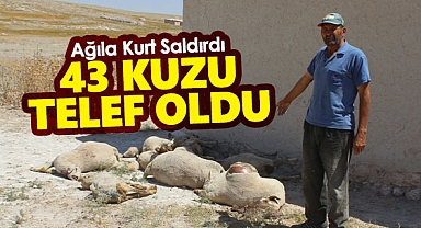Konya'da kurt saldırısı sonucu 43 kuzu telef oldu