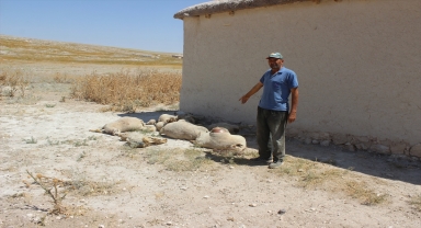 Konya'da kurt saldırısı sonucu 43 kuzu telef oldu