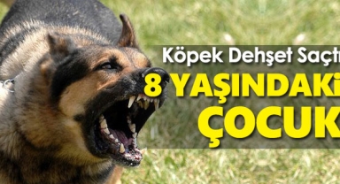 Köpek dehşeti yaşattı! 8 yaşındaki çocuk...