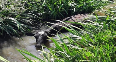 Kulu'da dereye düşen inek kurtarıldı