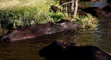 Mandalar ağustos sıcağında gölde serinliyor