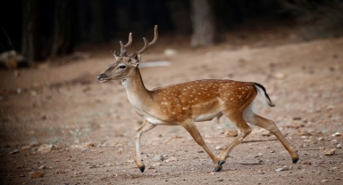 Nesli tükenme tehdidindeki alageyikler yavrularıyla doğal ortamlarında görüntülendi