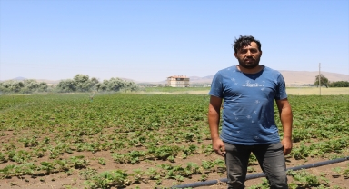 Nevşehir'in çilek fideleri yurt içi ve dışındaki arazilerde boy gösteriyor