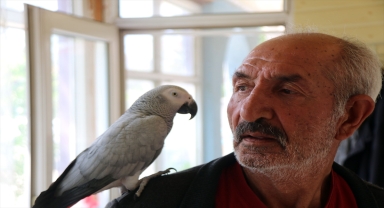 Sivas'ta 3 gün önce kaybolan papağanları 