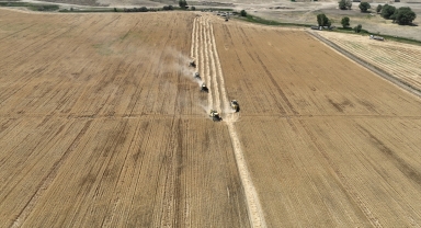 Sivas'ta alternatif yem bitkisi tritikalenin hasadına başlandı