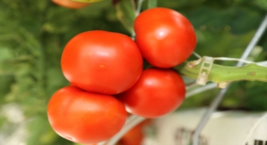 Sivas'ta cam serada üretilen domateslerin hasadına başlandı