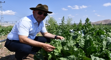 Sivas'ta yerli şeker pancarı tohumu geliştirilme çalışmaları sürüyor