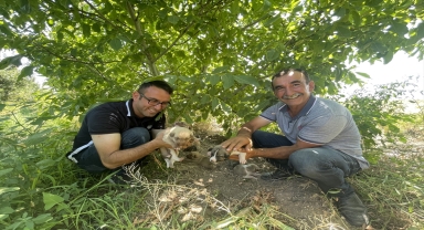 Toprak altından kurtarılan köpek ve 7 yavrusunun yeni yuvası elma bahçesi oldu