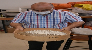TÜBİTAK desteğiyle verimi yüksek kuru fasulye çeşit adayları belirlendi