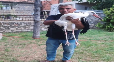 Yaralı halde bulunan leylek tedavi ediliyor