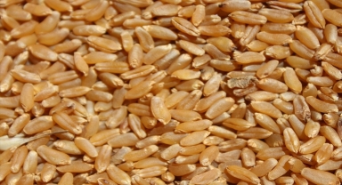 Yozgat'ta atalık buğdayların hasadı yapıldı