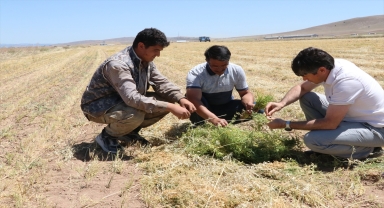 Yozgat'ta yeşil mercimekten 20 bin ton rekolte bekleniyor