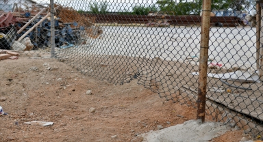 Antalya'da barınağa giren 3 pitbull cinsi köpek 12 kediyi telef etti