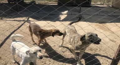 Antalya'da hayvanseverlerce oluşturulan barınak 170 köpeğe yuva oldu