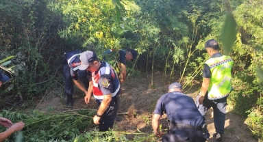 Antalya'da kamu arazisine Hint keneviri eken şüpheli yakalandı