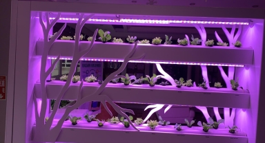 Antalya'da topraksız ve iklim değişikliğine dirençli tarım için inovasyon merkezi kurulacak