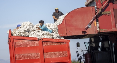 Antalyalı pamuk üreticisine hasatta ANTBİRLİK'ten destek