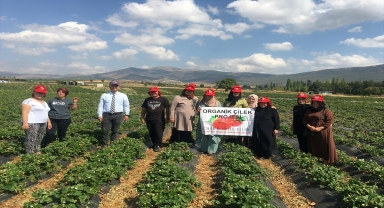 Balıkesirli üreticiler Hüyük'teki çilek bahçelerini gezdi