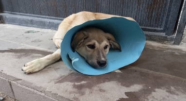 Beypazarı'nda aracın çarptığı yavru köpek tedavi altına alındı