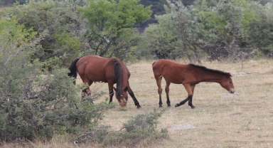 Beypazarı'nda yılkı atları görüntülendi 