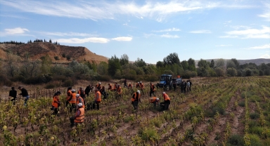 Çankırı'da ihtiyaç sahipleri için ekilen ayçiçeğin hasadı yapıldı