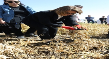 Coğrafi işaret tescilli Derinkuyu fasulyesinin hasadı başladı