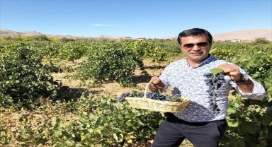 Elmalı'nın tilki kuyruğu üzümü, 