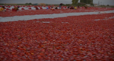 İl Tarım ve Orman Müdürü Şahin, domates kurutma alanını inceledi