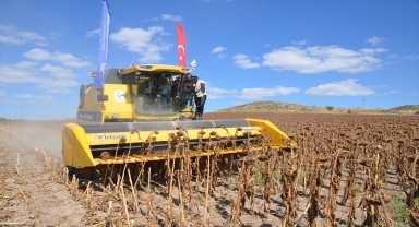 Kahramankazan'da yağlık ayçiçeği hasadı başladı