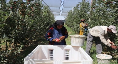 Karaman'da 1 milyon 750 bin elma ağacının bulunduğu bahçede hasat başladı