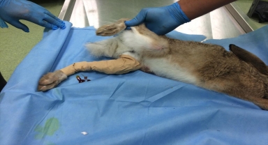 Kayseri'de yaralı bulunan yaban tavşanı tedaviye alındı