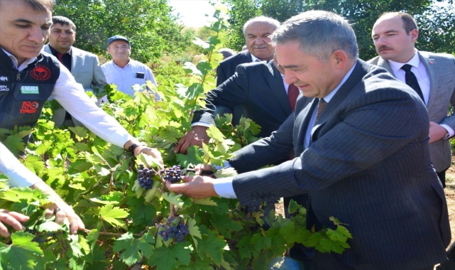 Kırşehir Valisi Buhara Akpınar ilçesinde bağ bozumuna katıldı
