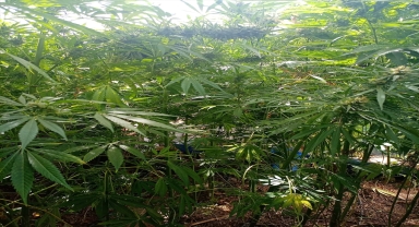 Konya'da bahçesinde kenevir yetiştiren zanlı tutuklandı