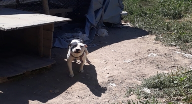 Konya'da pitbull besleyen kişiye 14 bin 982 lira para cezası kesildi