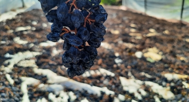 Konya'da sezonun son üzümleri sergi altında kurutuluyor