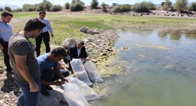 Konya'nın göl ve göletlerine 2 milyon 630 bin sazan yavrusu takviyesi