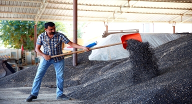 Korkuteli'de üreticilere hibe edilen ayçiçeği tohumlarının hasadı yapıldı