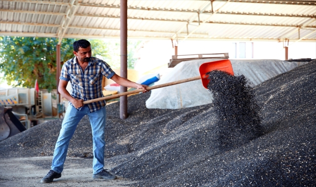 Korkuteli'de üreticilere hibe edilen ayçiçeği tohumlarının hasadı yapıldı