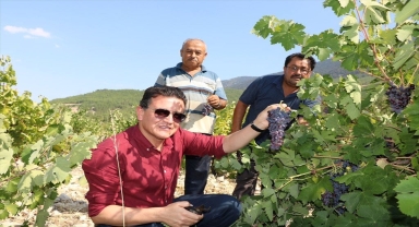 Milletvekili Uslu, Finike'de üzüm hasadına katıldı